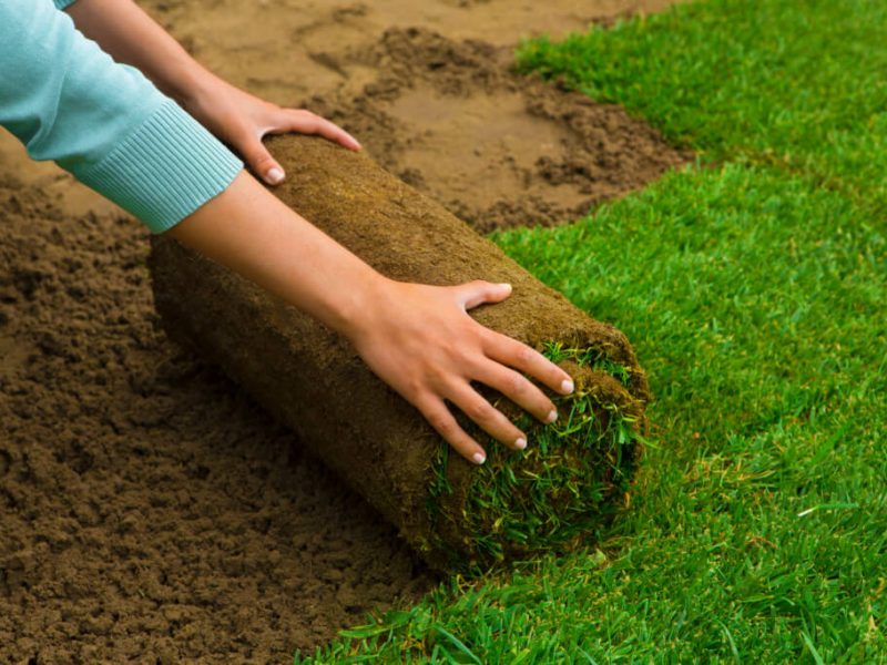 What Are Some Benefits of Sod Installation?